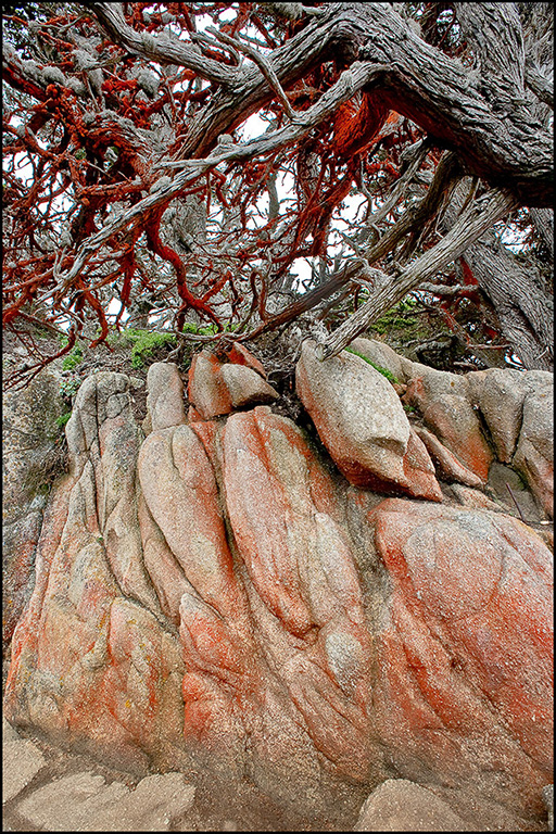 Red Algae on Pt. Lobos Rocks & Trees