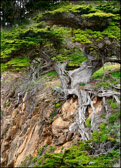 Old Veteran Cypress Pt. Lobos