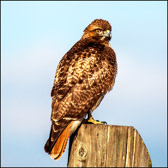 WILD-035_Red-tailed_Hawk.jpg