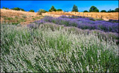 White & Purple Layers, Lavender Hollow Farm