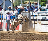 Bull Rider Oakdale Rodeo