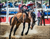Bronc Rider Oakdale Rodeo