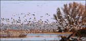 Snow Geese Returning to the Marsh, Merced Wildlife Refuge