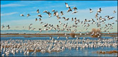 Snow Geese Leaving the Marsh to Feed, Merced Wildlfe Refuge
