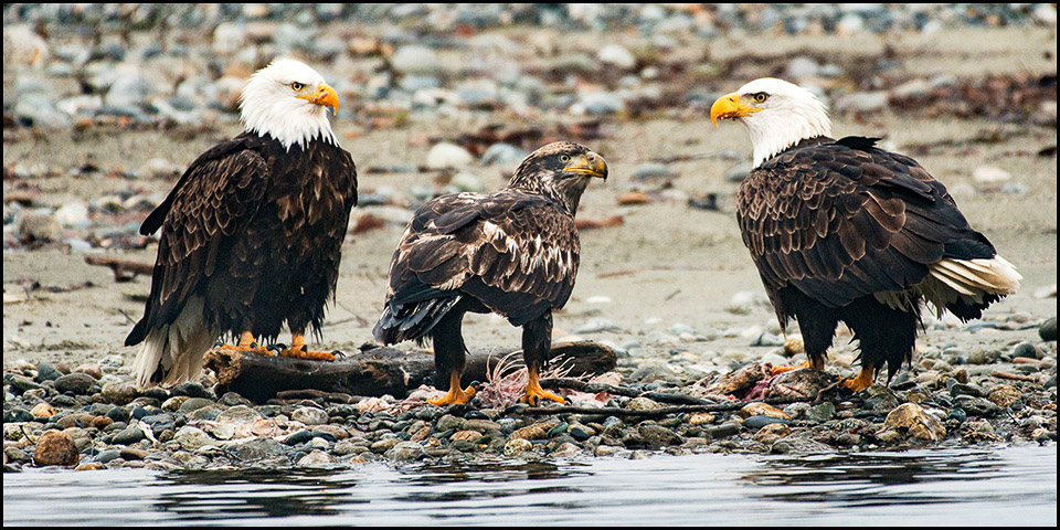 Eagle Family with Fish