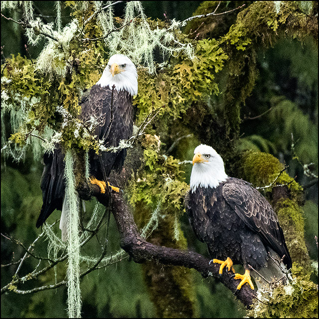 Pair of Eagles in Tree
