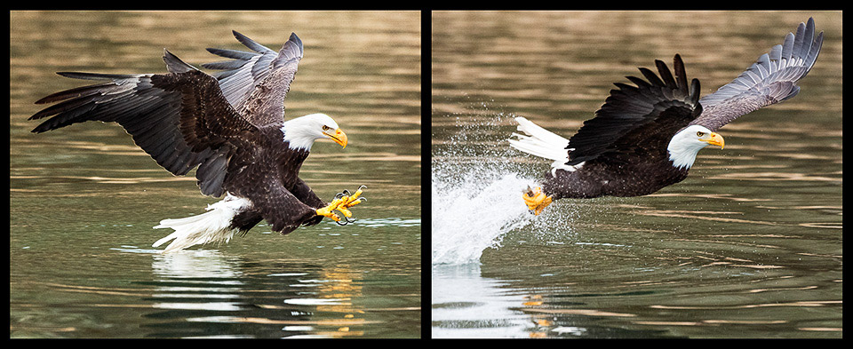 Eagle Nailing Fish-2 Shots