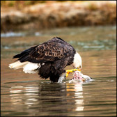 Eagle Eating Salmon Carcass