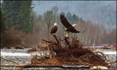 Eagles on Nooksack River