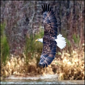 Eagle Displaying Full Wing Spread