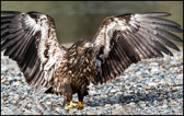 Juvenile Eagle Spreading Wings