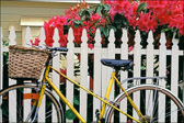 Bicycle & Rhododendrons