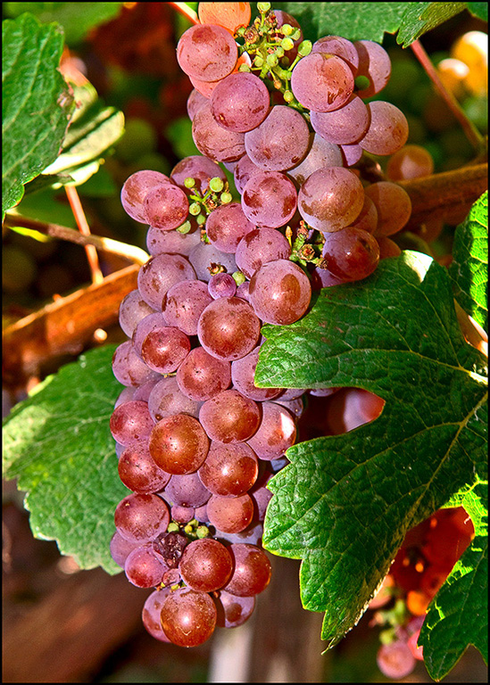 Husch Gewurtztraminer Grapes