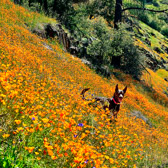 Marty in the Poppies above the Merced River